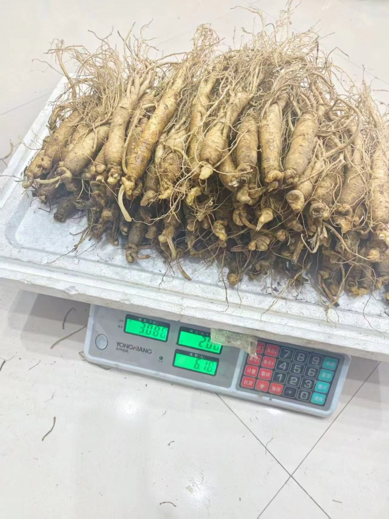 长白山人参