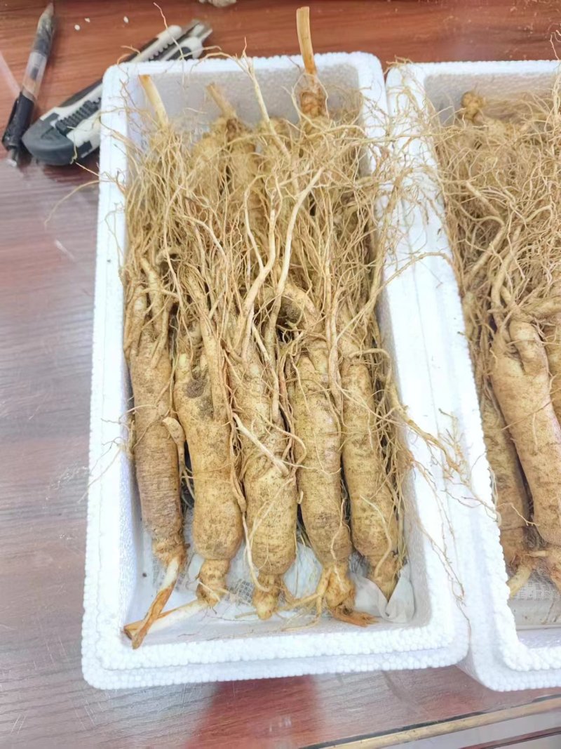 长白山人参