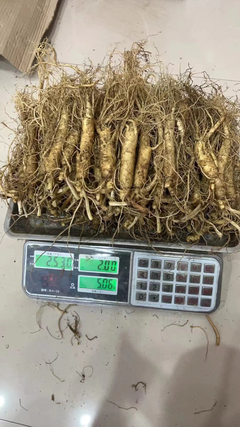 长白山人参