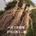 长白山人参