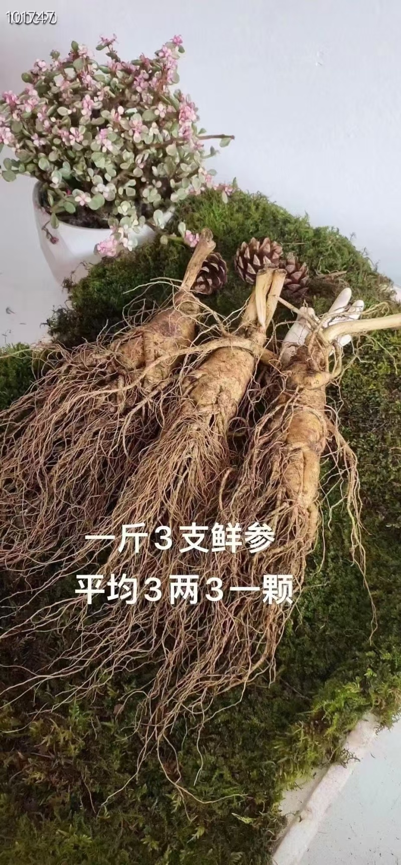 长白山人参