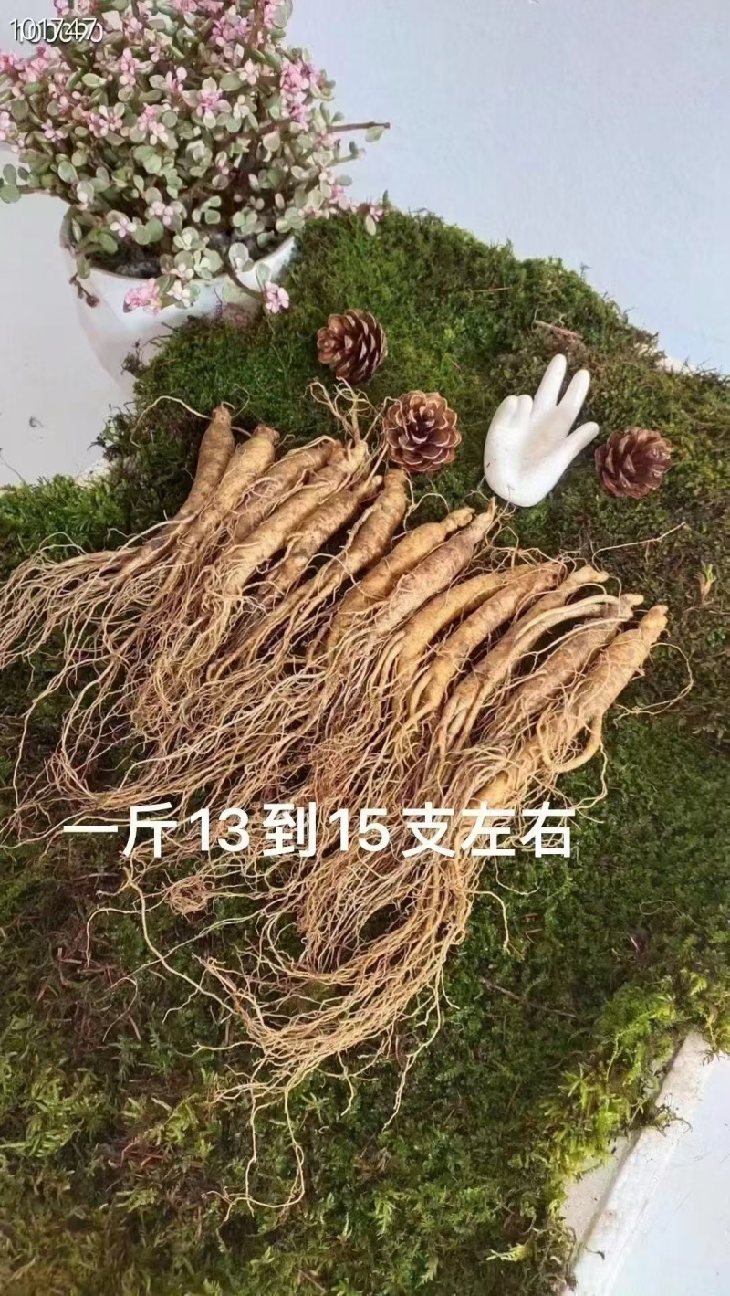 长白山人参