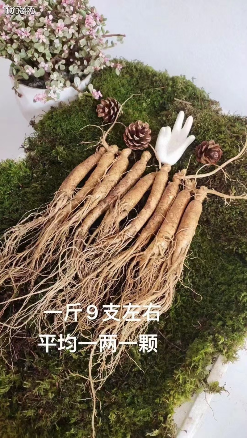 长白山人参
