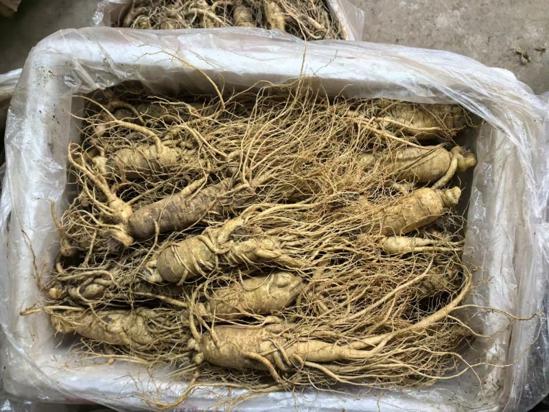 长白山人参