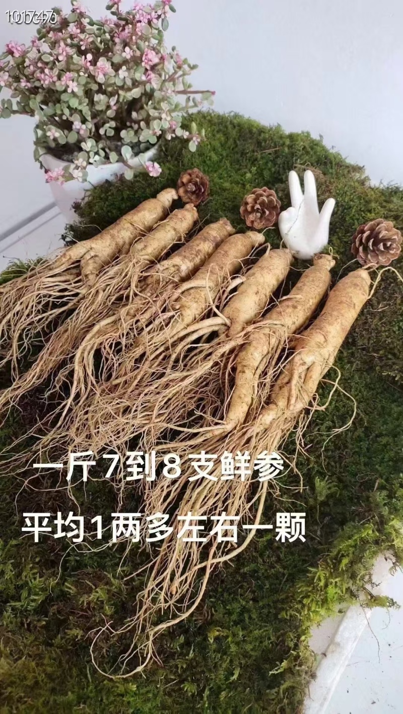 长白山人参