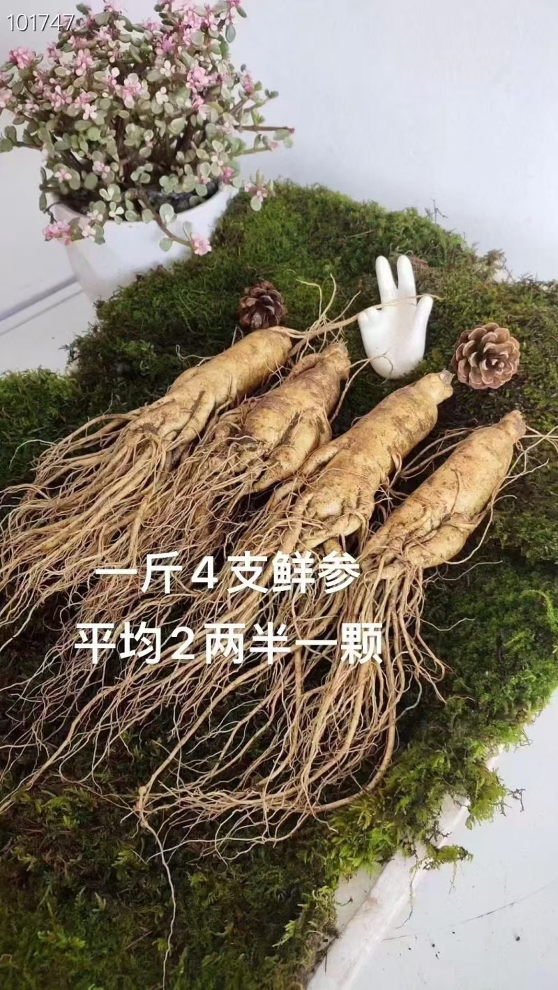 长白山人参