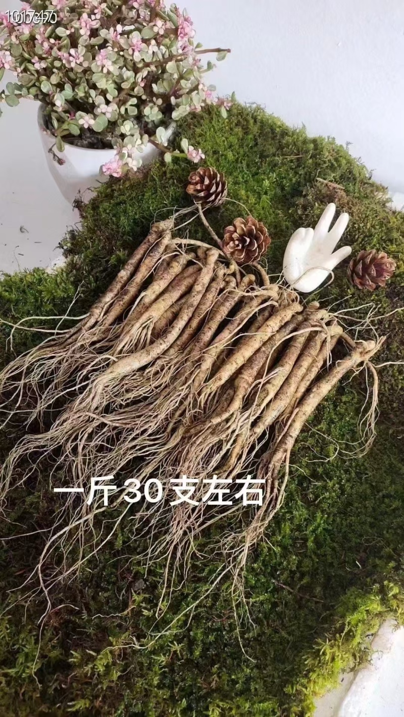 长白山人参