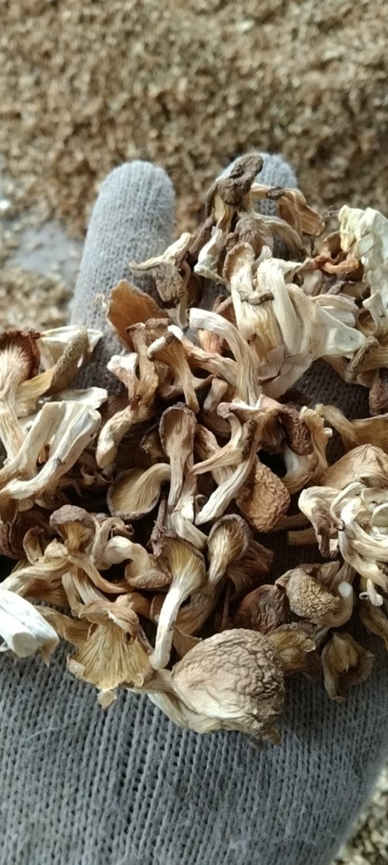 虾米菇小米菇嫩芽菇自产自销全国发货品质保证