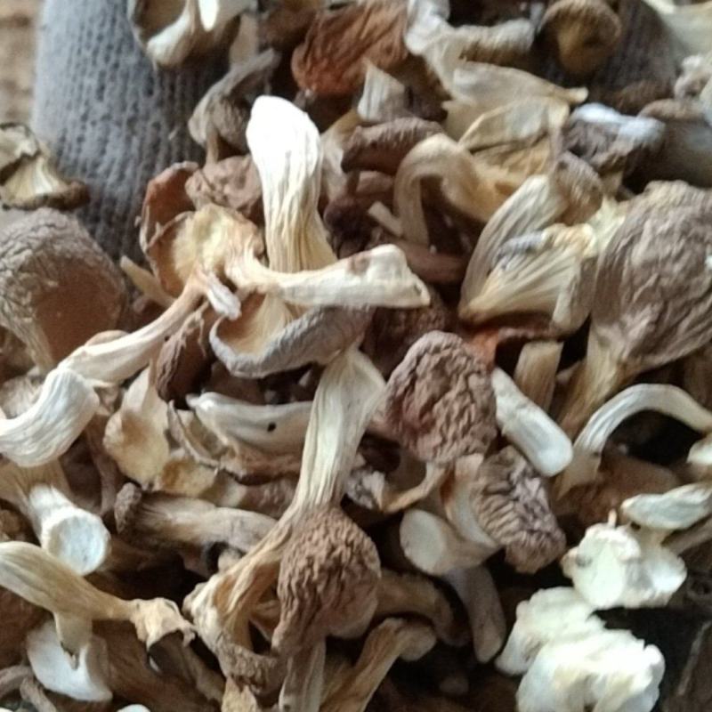 虾米菇小米菇嫩芽菇自产自销全国发货品质保证