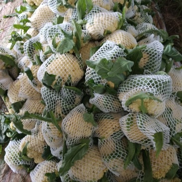 花菜是甘蓝的变种，属于十字花科蔬菜，富含蛋白质、脂肪、碳