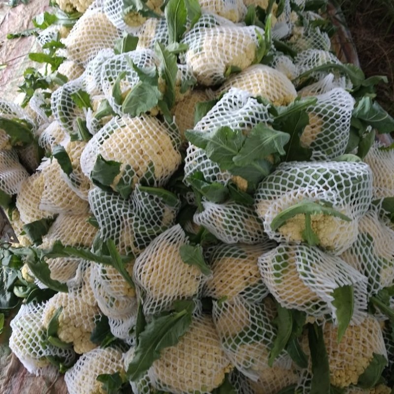 花菜是甘蓝的变种，属于十字花科蔬菜，富含蛋白质、脂肪、碳