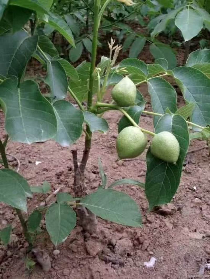 薄皮核桃树苗核桃苗香玲8518新疆大薄皮