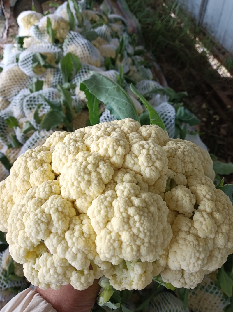 花菜是甘蓝的变种，属于十字花科蔬菜，富含蛋白质、脂肪、碳