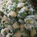花菜是甘蓝的变种，属于十字花科蔬菜，富含蛋白质、脂肪、碳