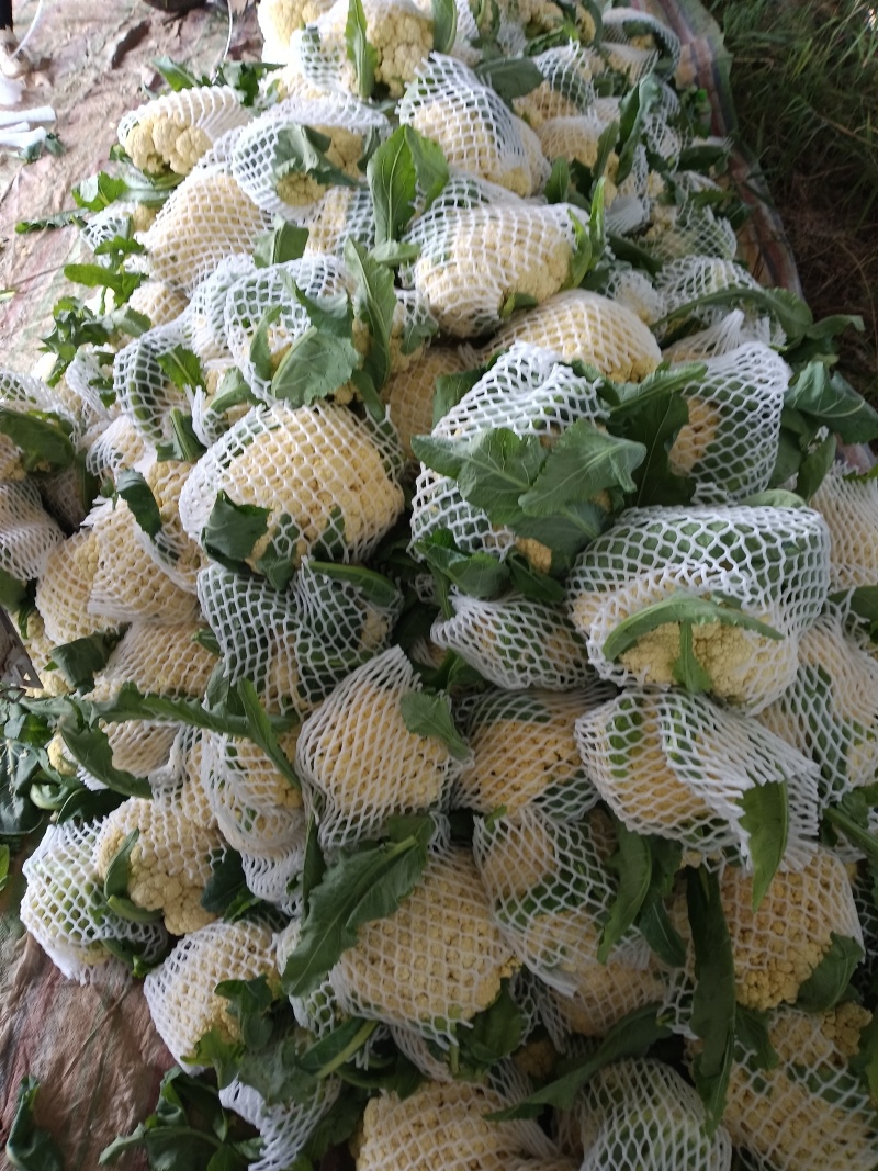 花菜是甘蓝的变种，属于十字花科蔬菜，富含蛋白质、脂肪、碳