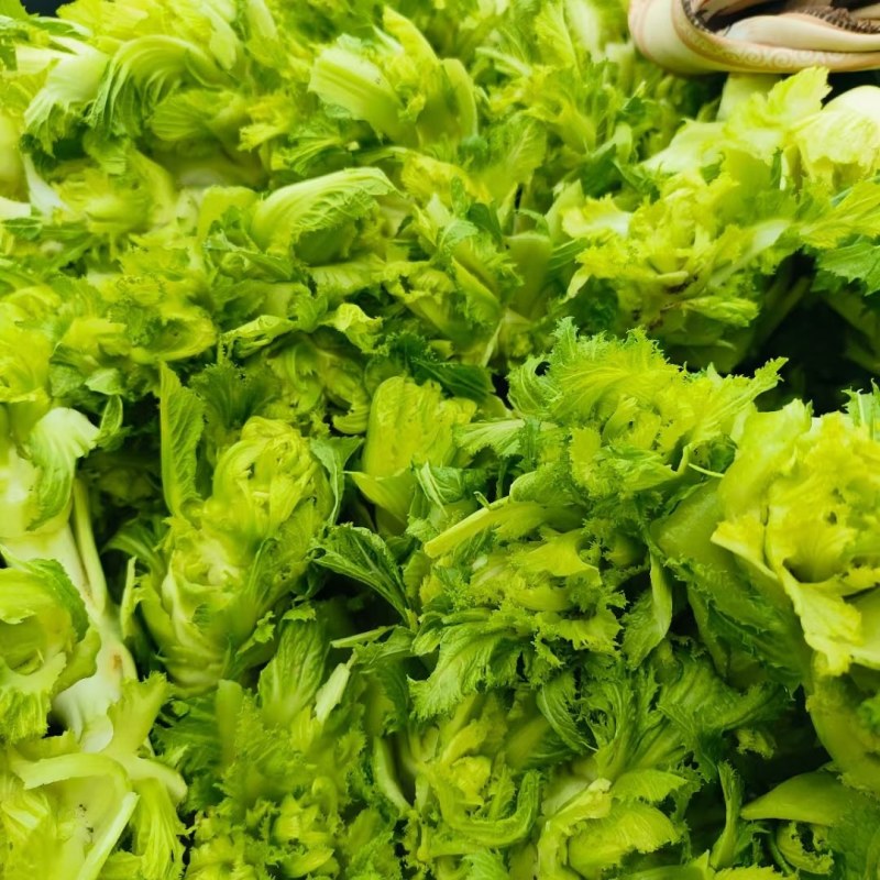 精品通货电商市场儿菜各种品质大量现货需要联系