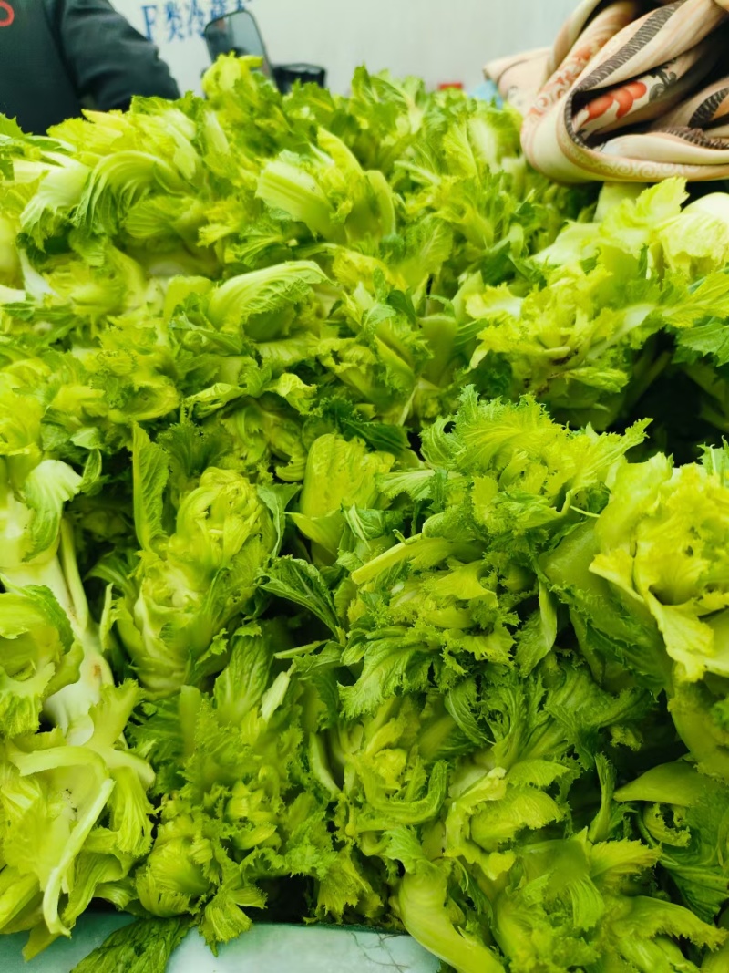 精品通货电商市场儿菜各种品质大量现货需要联系