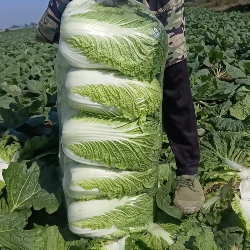 精品黄心白菜，湖北荆门基地直发，量大从优