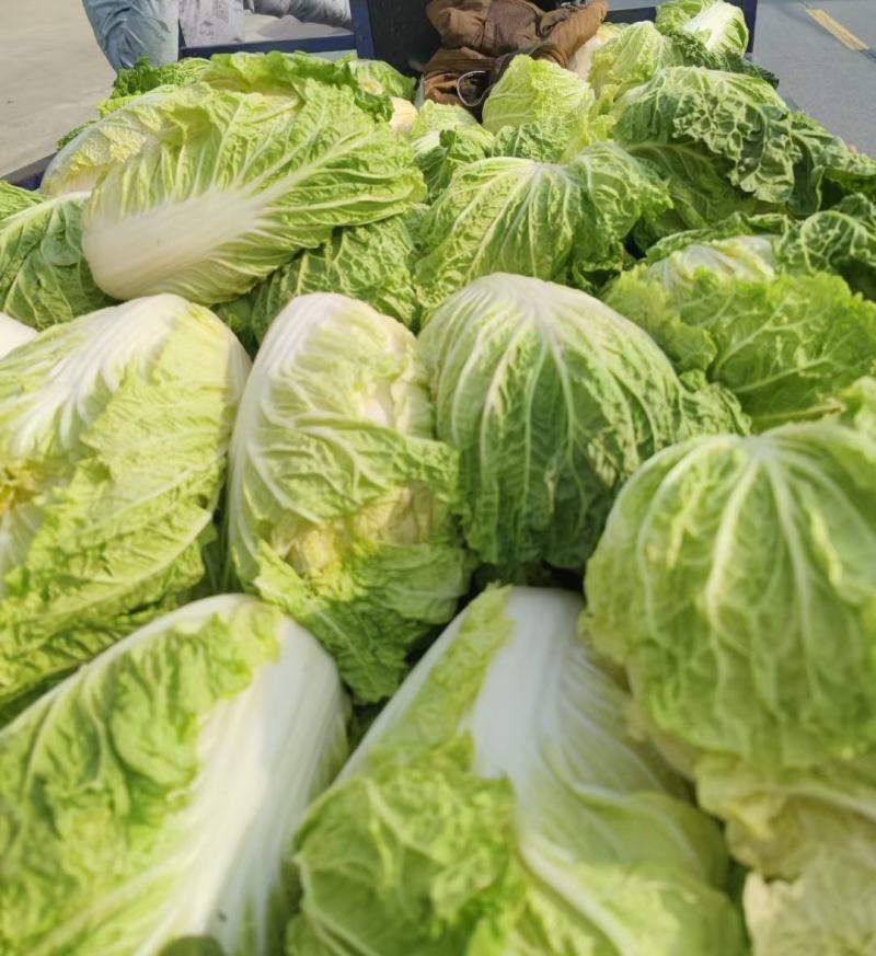 精品黄心白菜，湖北荆门基地直发，量大从优