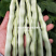富荚一方架芸豆种子好吃嫩荚白绿色圆扁形白芸豆架豆种籽高产