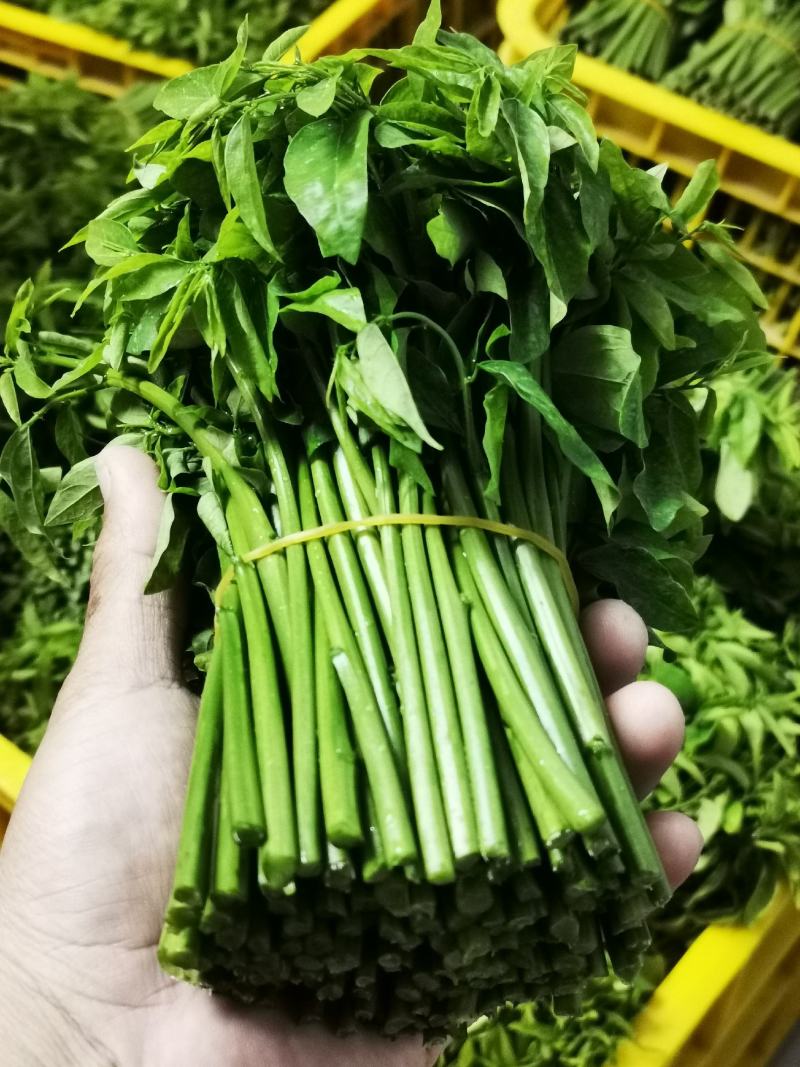 高产量品种