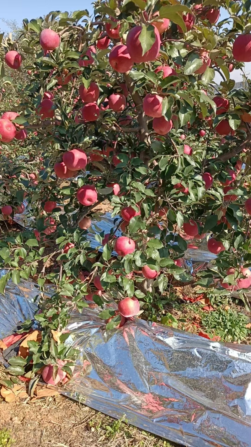 寒富苹果大量上市产地直发，一次合作终身朋友甜度高水分足