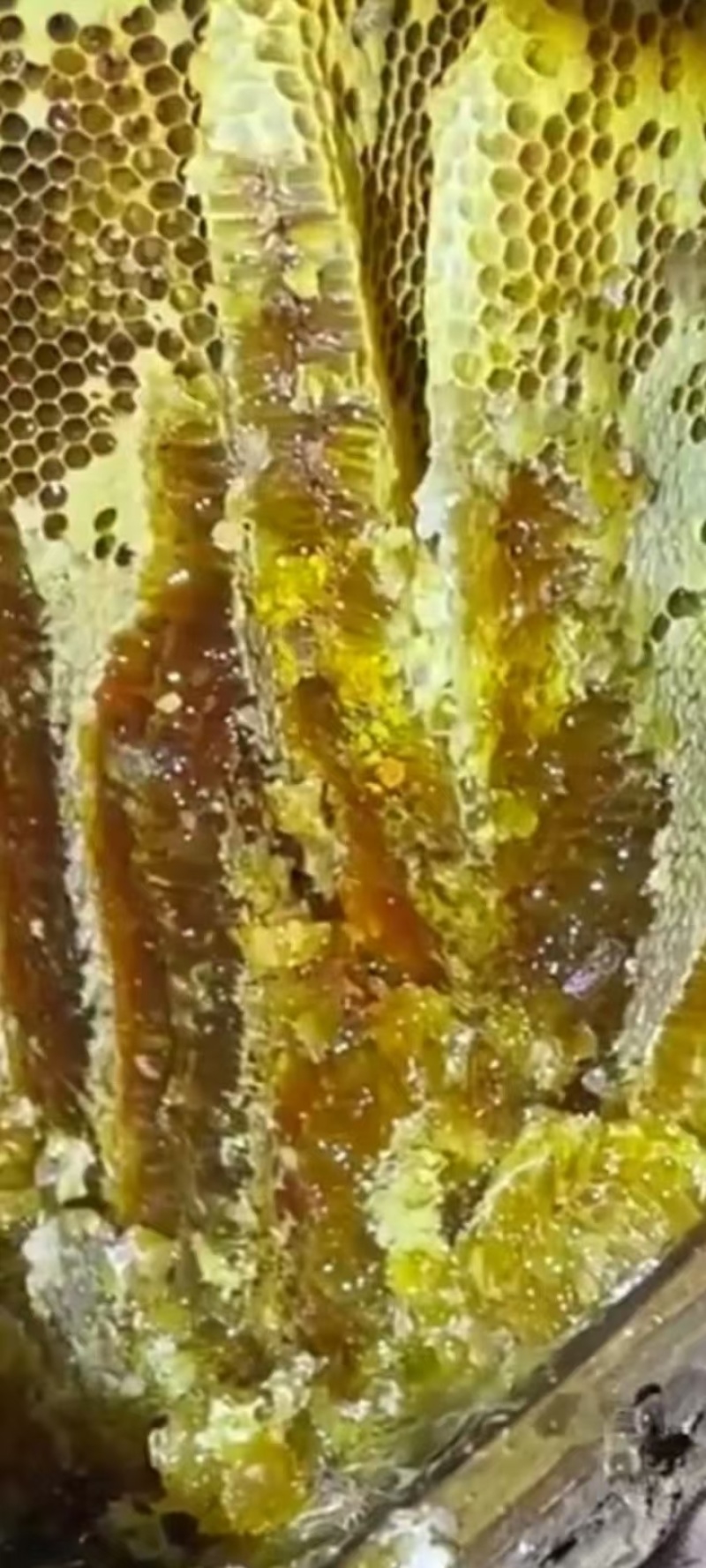纯伏牛山恐龙遗迹园土蜂蜜，蜂蜜浓度41.5度以上