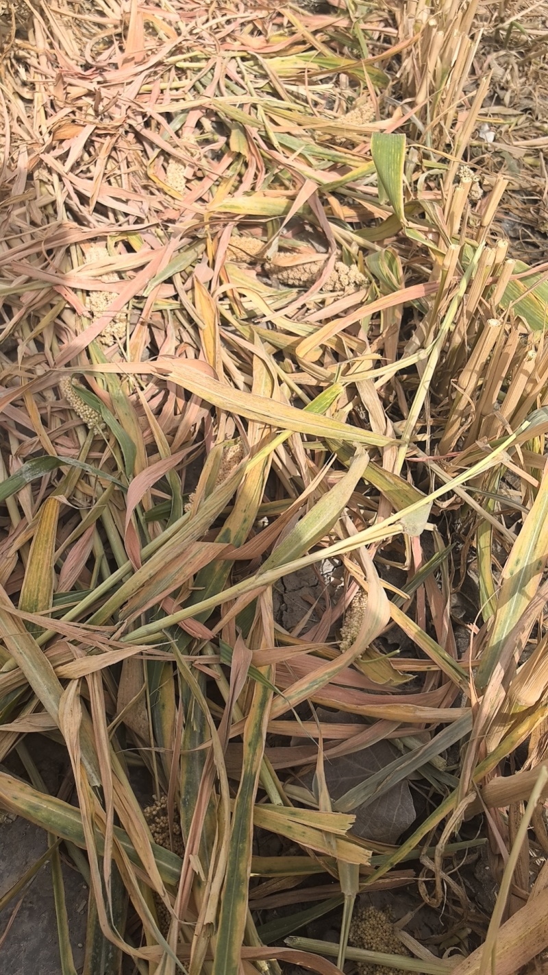 新疆自产自销小米谷子