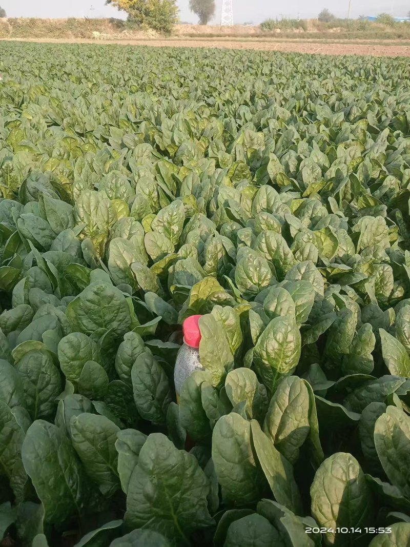 大叶菠菜精品菠菜产地一手货源量大优惠对接全国市场
