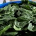 大叶菠菜精品菠菜产地一手货源量大优惠对接全国市场