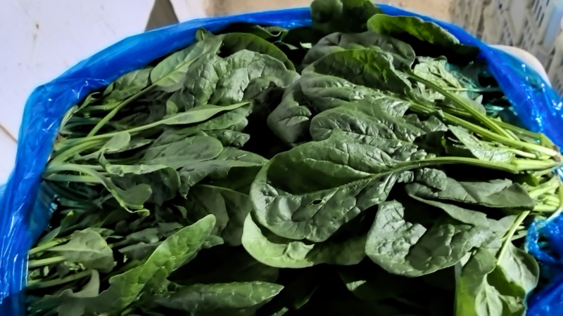 大叶菠菜精品菠菜产地一手货源量大优惠对接全国市场