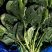 大叶菠菜精品菠菜产地一手货源量大优惠对接全国市场