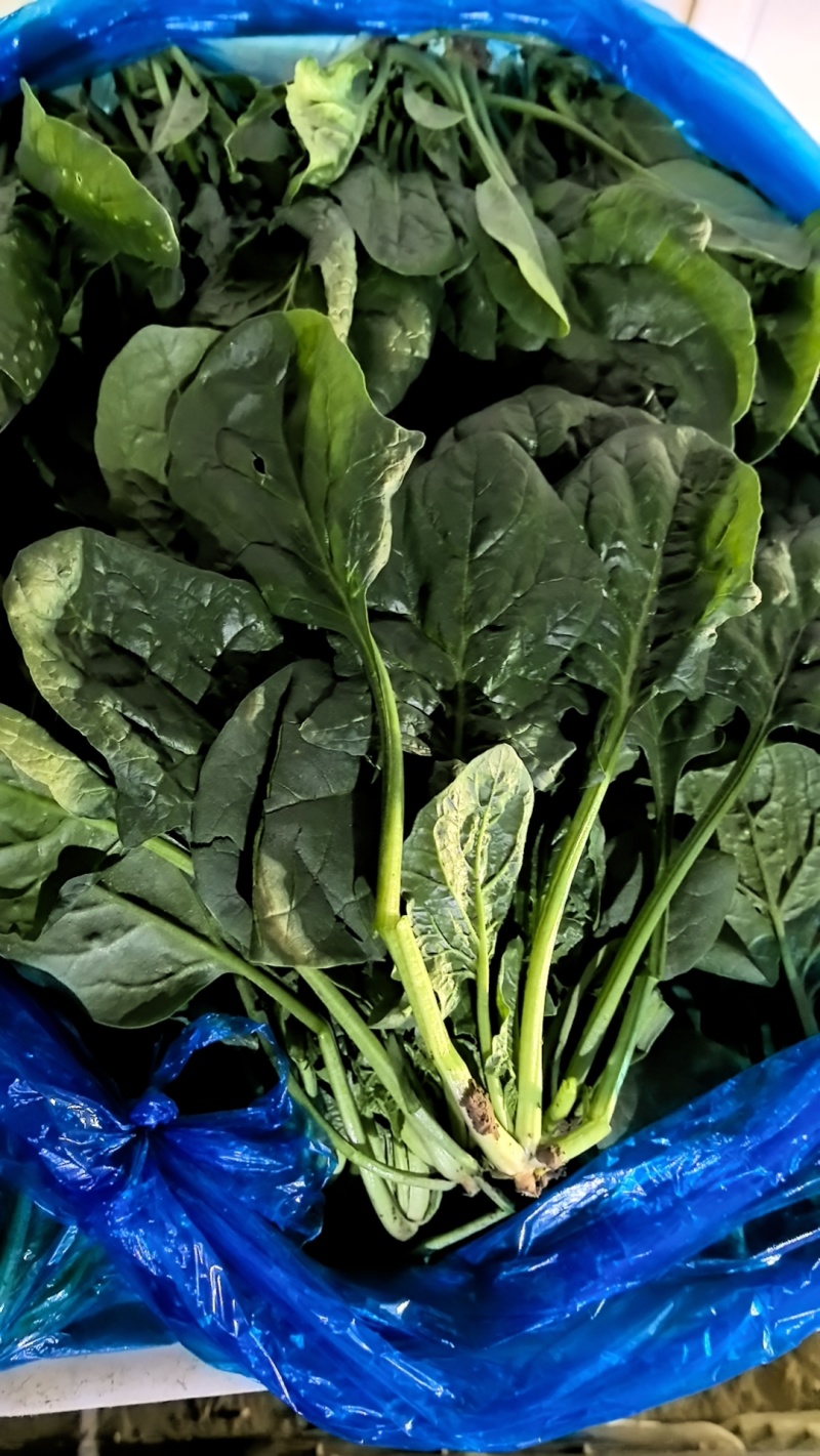 大叶菠菜精品菠菜产地一手货源量大优惠对接全国市场