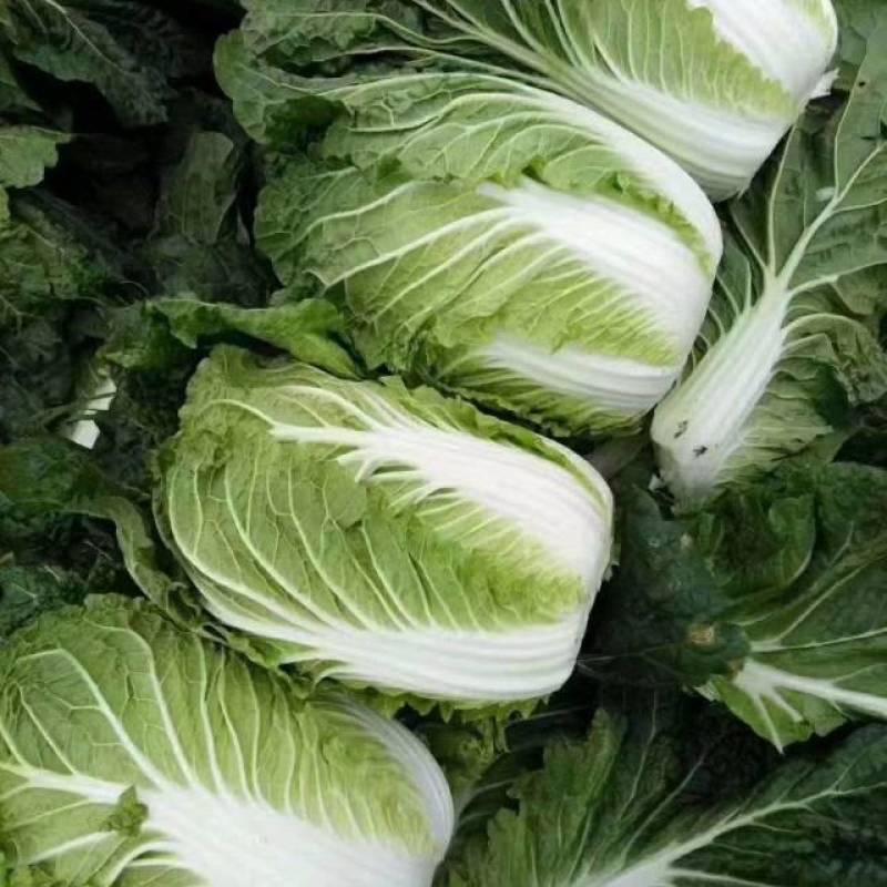 黄心白菜湖北产地直供，规格齐全，质量保证，货发全国！！！