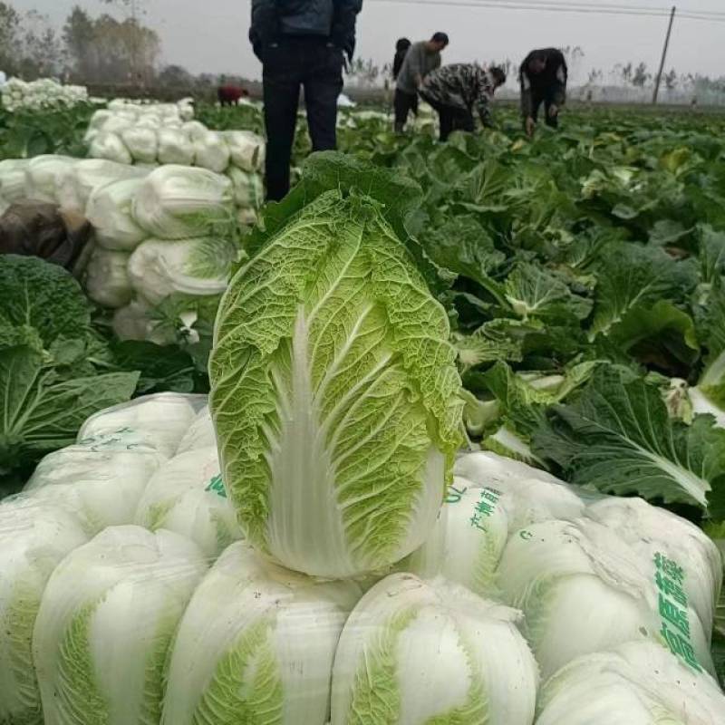 黄心白菜湖北产地直供，规格齐全，质量保证，货发全国！！！