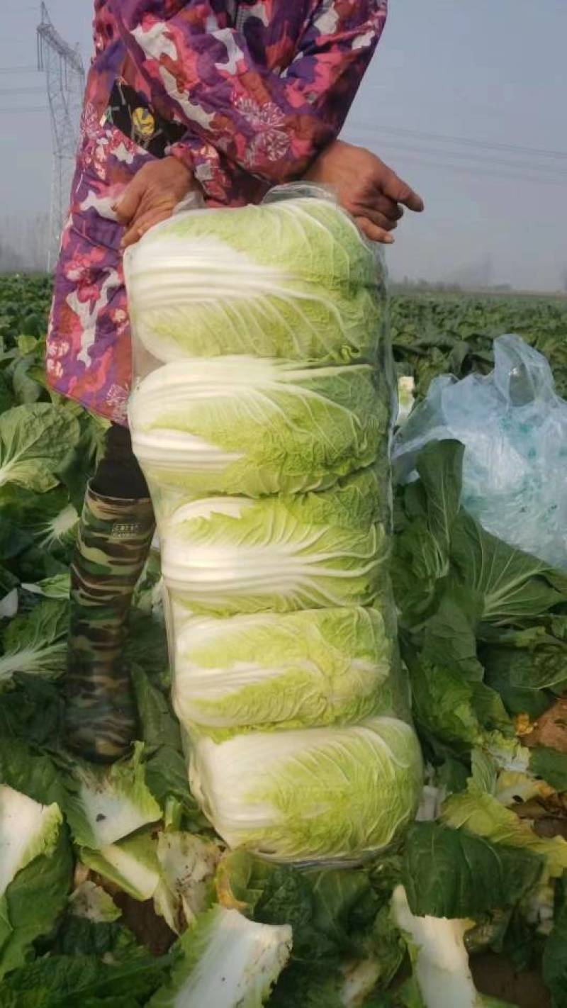 黄心白菜湖北产地直供，规格齐全，质量保证，货发全国！！！