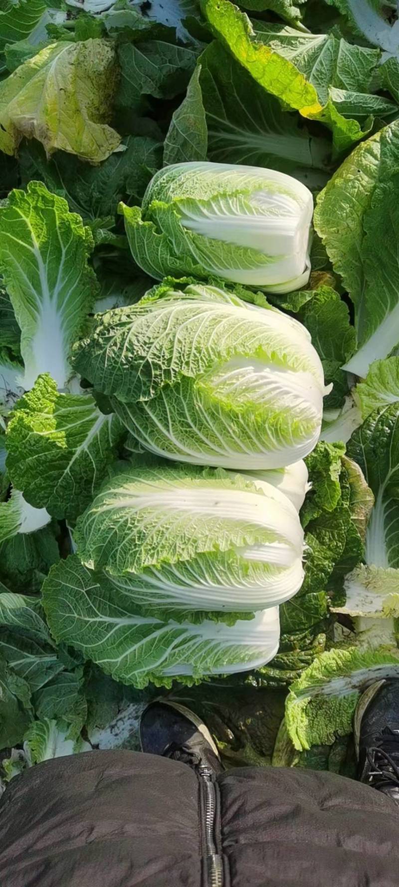 黄心白菜湖北产地直供，规格齐全，质量保证，货发全国！！！