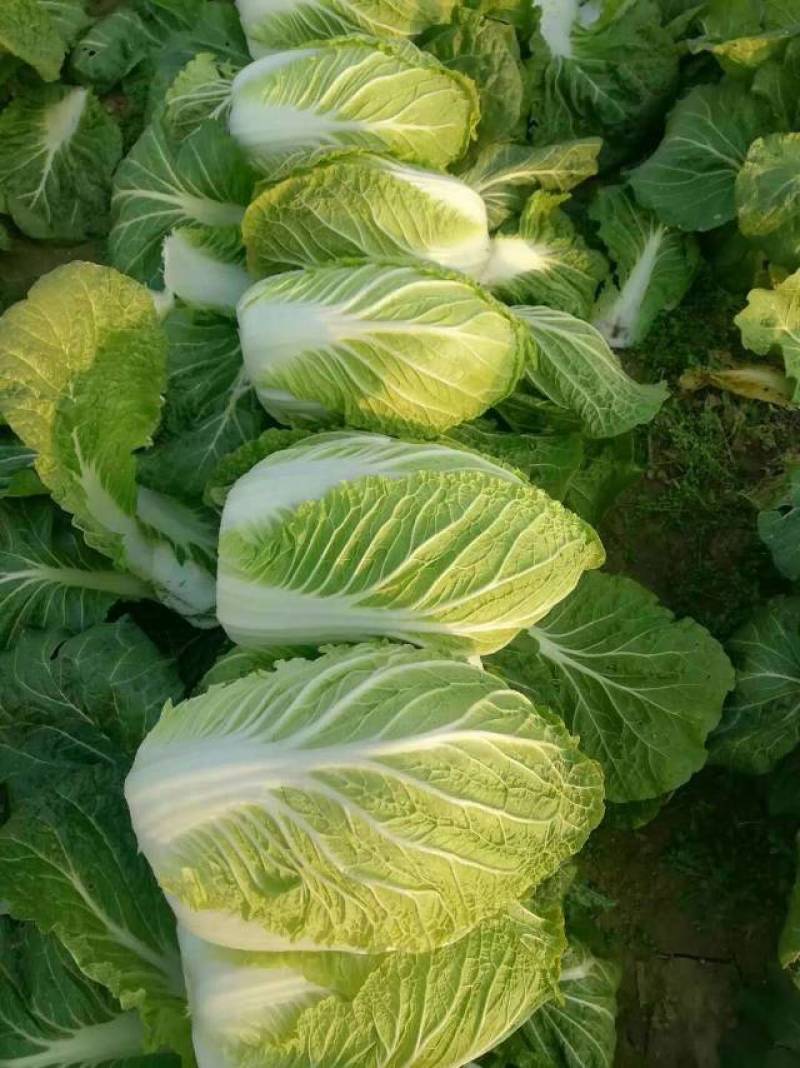 黄心白菜湖北产地直供，规格齐全，质量保证，货发全国！！！