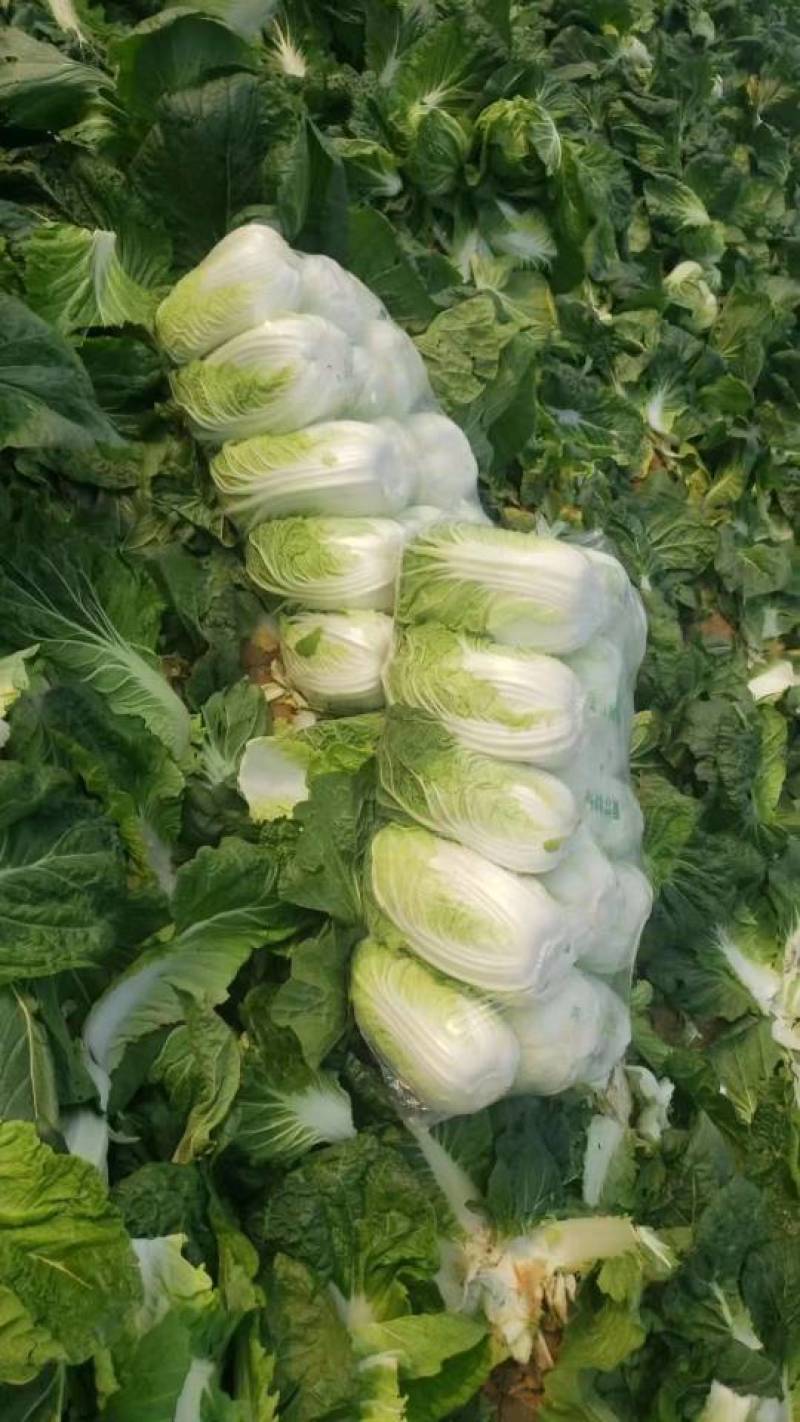 黄心白菜湖北产地直供，规格齐全，质量保证，货发全国！！！
