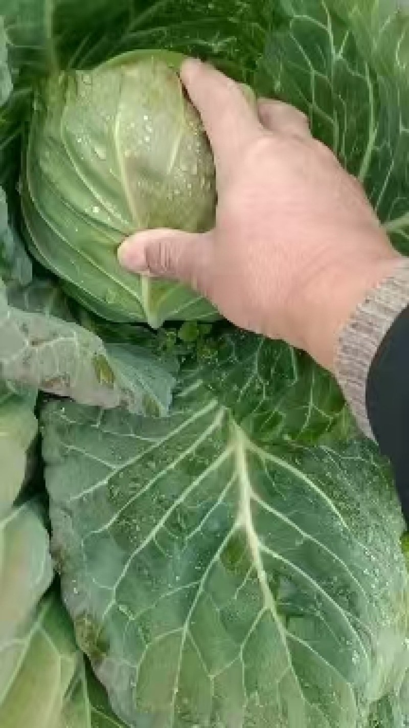【推荐】湖北旺旺甘蓝健康美味农场直发对接全国量大从优