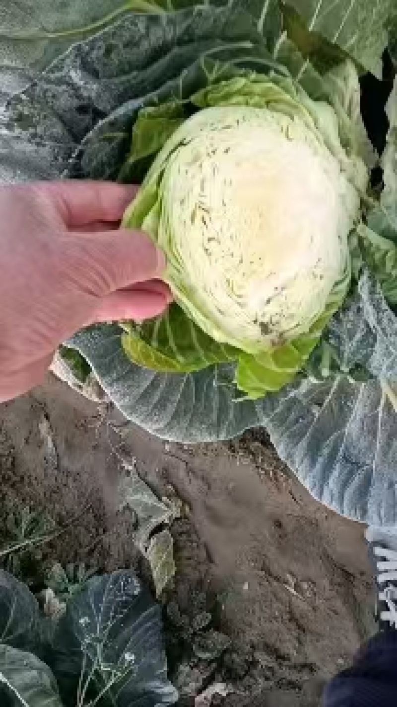 【推荐】湖北旺旺甘蓝健康美味农场直发对接全国量大从优