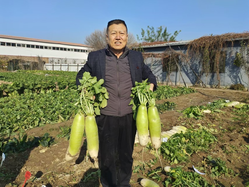 碧玉春萝卜种子春播耐抽苔青萝卜绿皮耐糠心甜脆萝卜蔬菜种子