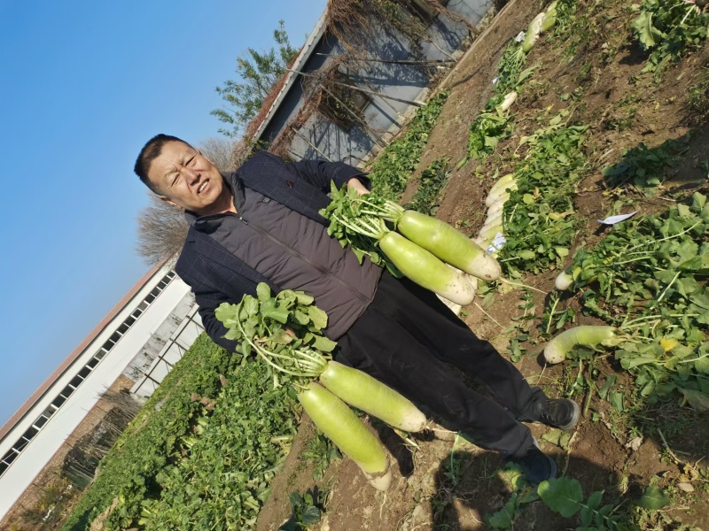 碧玉春萝卜种子春播耐抽苔青萝卜绿皮耐糠心甜脆萝卜蔬菜种子