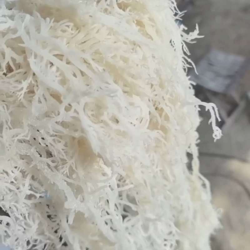 精品龙须菜工厂直发品质保障欢迎致电合作