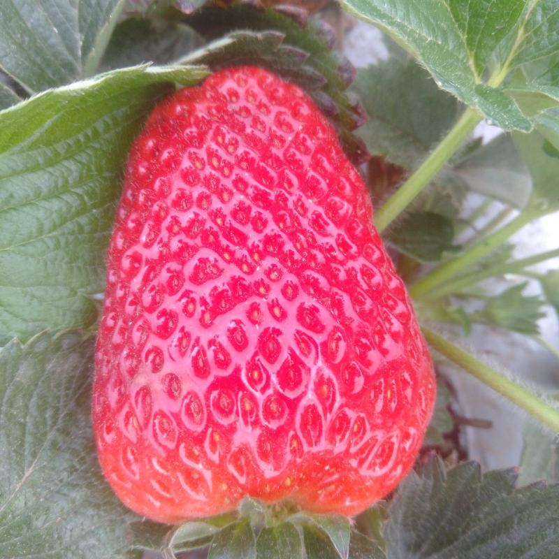 四川草莓奶油草莓冬草莓甜草莓货源充足欢迎联系