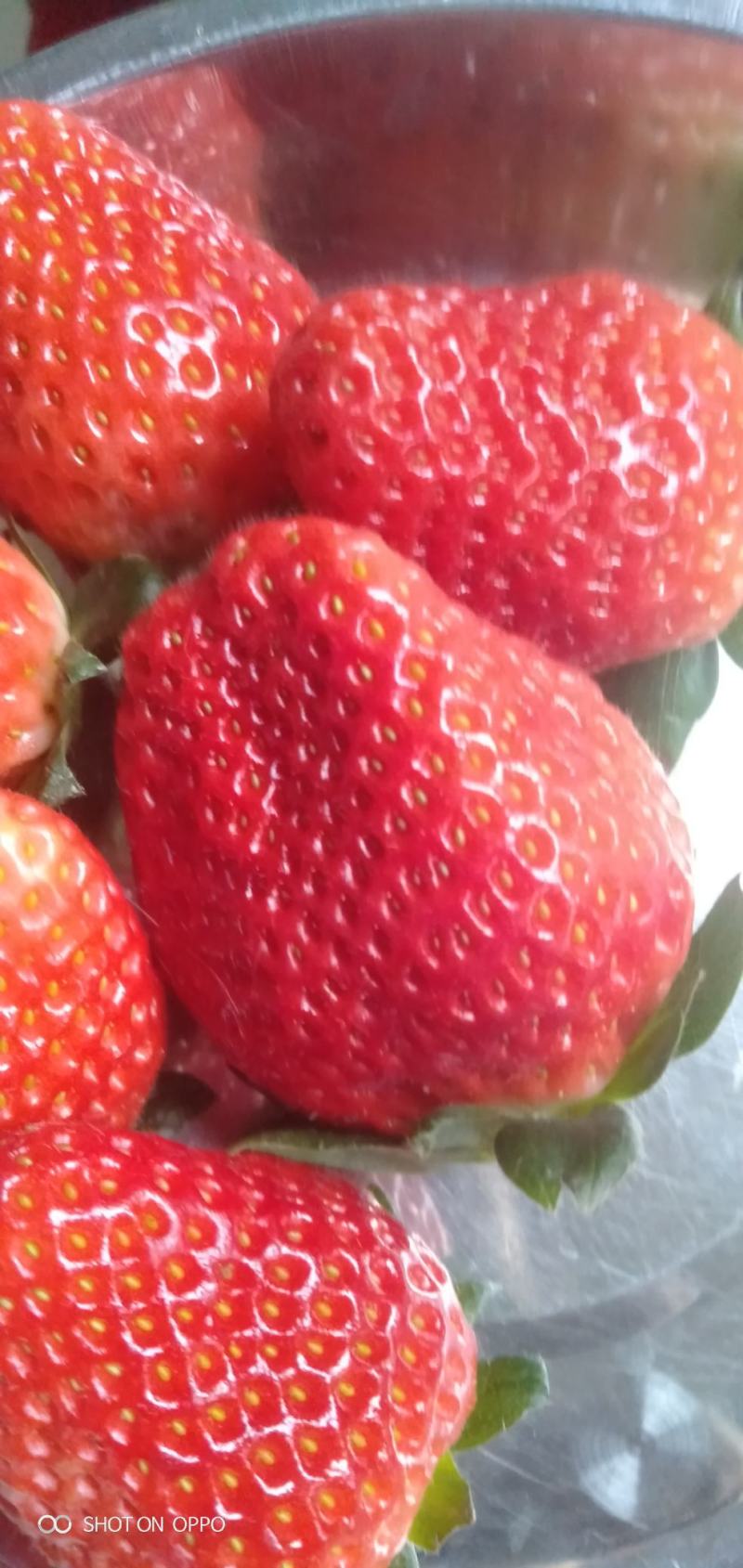 四川草莓奶油草莓冬草莓甜草莓货源充足欢迎联系