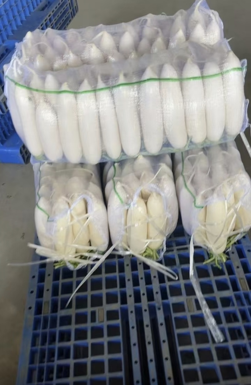 【湖北】白萝卜大量上市量大从优全国发货保质保量