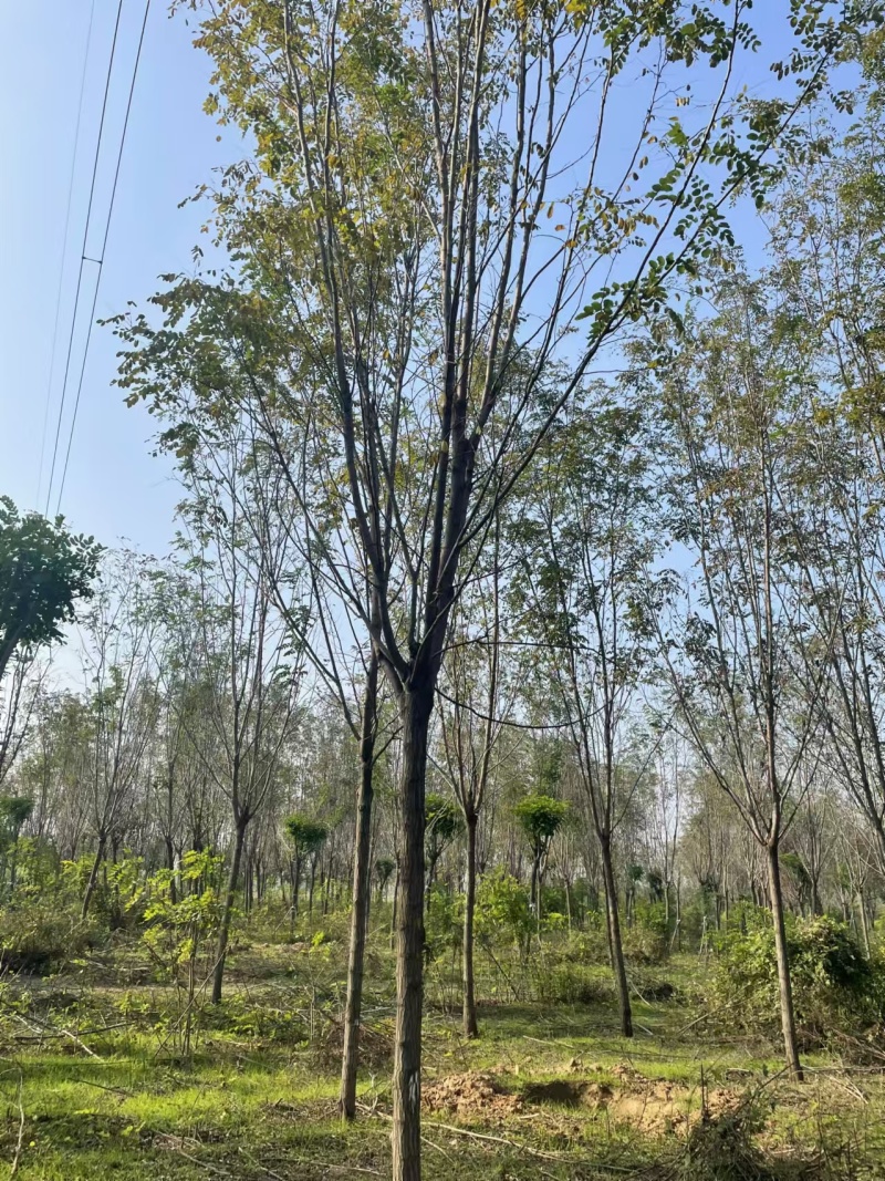 香花槐