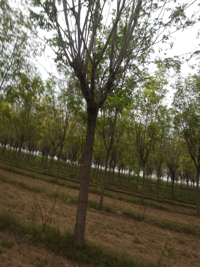 香花槐