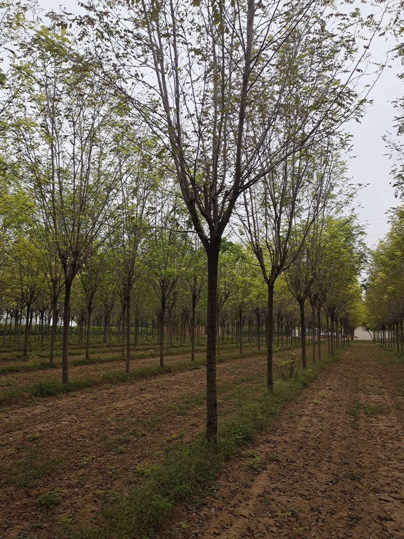 香花槐